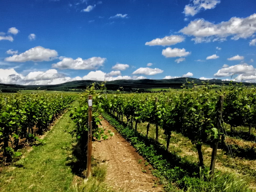 Rheingau: A Wine Lover’s Paradise in Germany 15