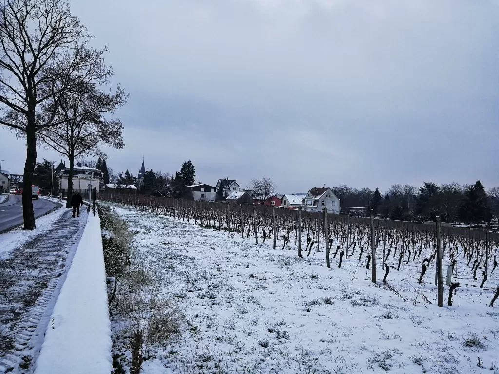 Rheingau: A Wine Lover’s Paradise in Germany 7