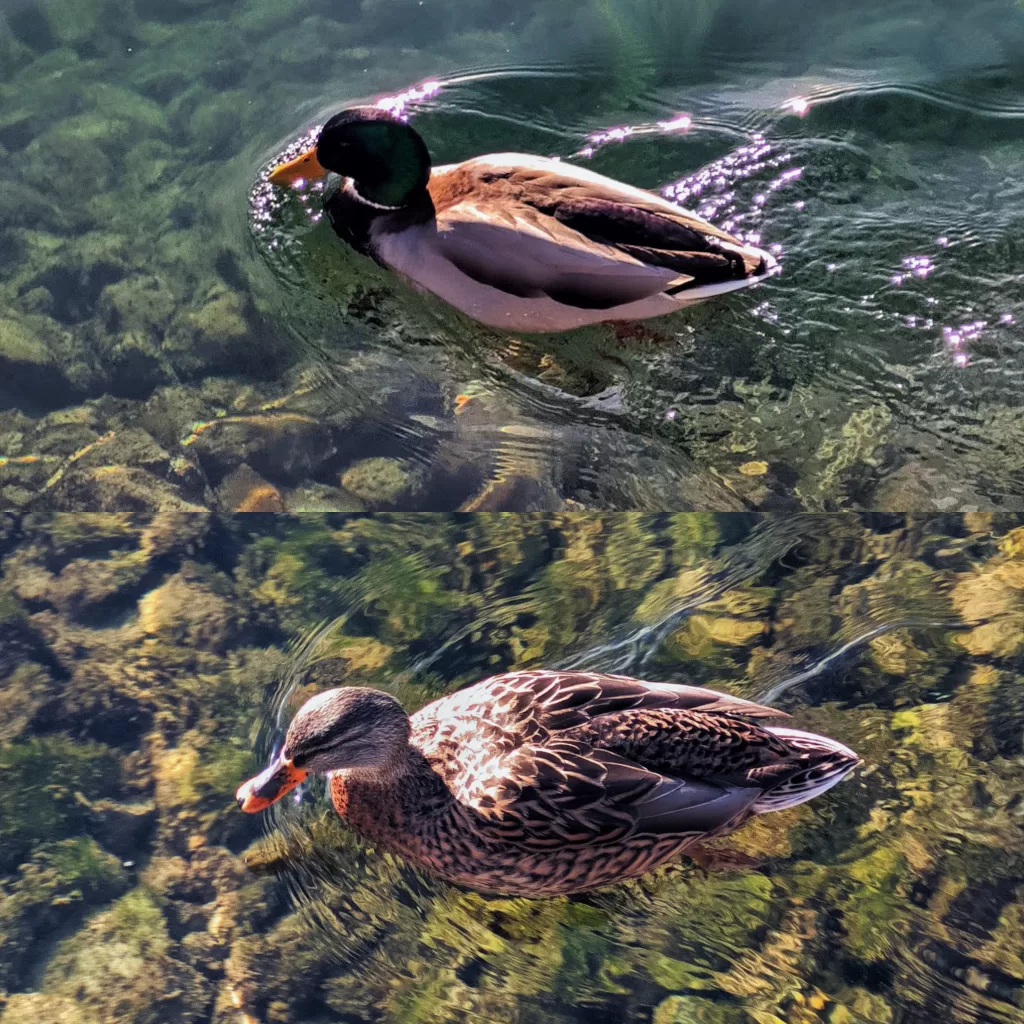 Tegernsee: Alpine Vistas and Crystal-Clear Waters 15