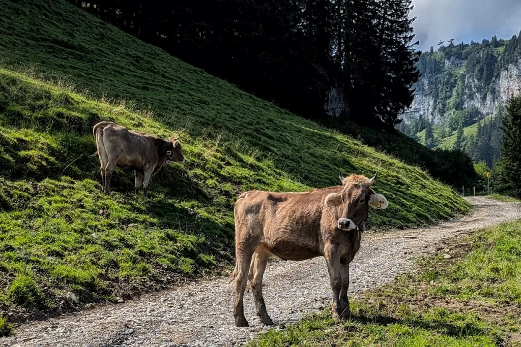 Hiking in Appenzellerland: The Stunning Äscher to Seealpsee Route 39