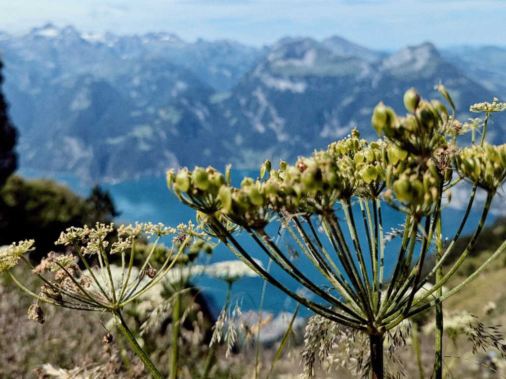 Stoos Ridge: Switzerland's Most Stunning Alpine Walk 69