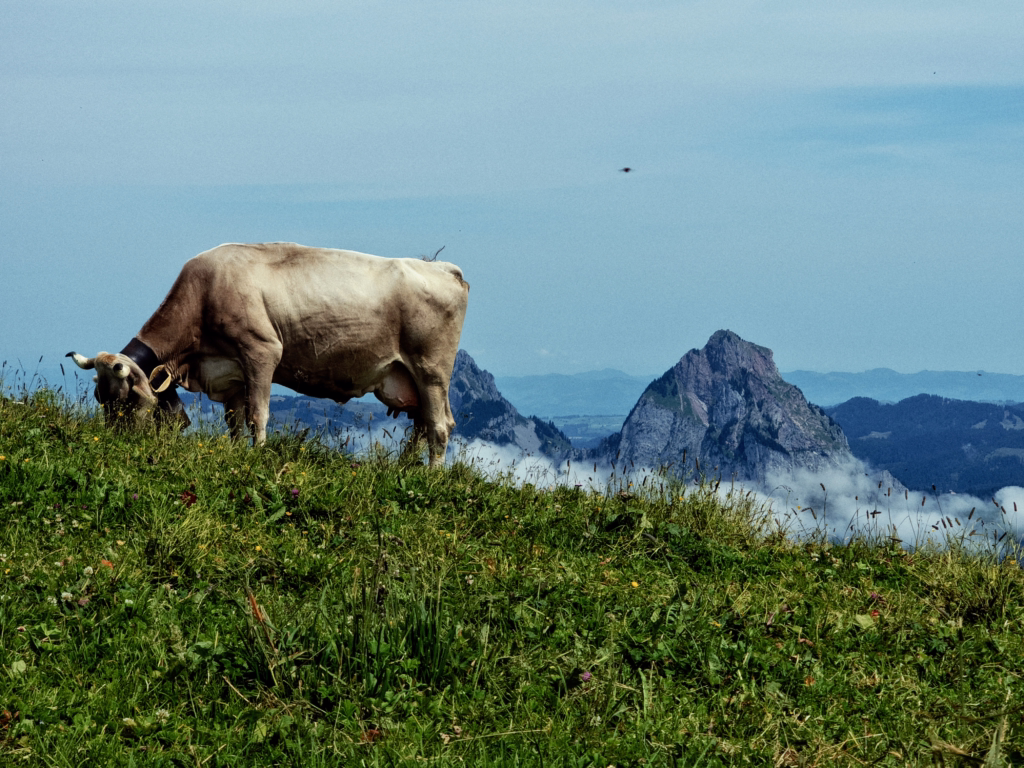 Stoos Ridge: Switzerland's Most Stunning Alpine Walk 49