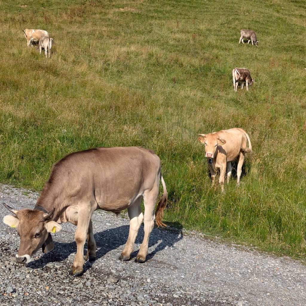 Stoos Ridge: Switzerland's Most Stunning Alpine Walk 21