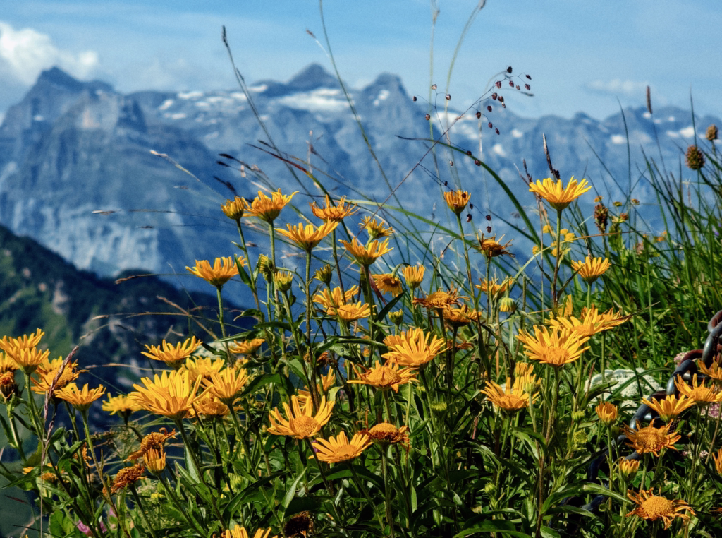 Stoos Ridge: Switzerland's Most Stunning Alpine Walk 81